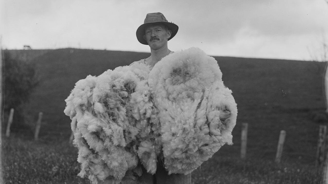 Merino, Engineered